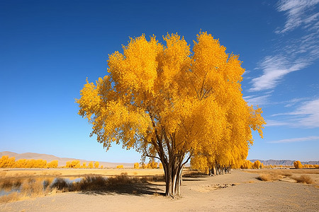 秋日里顽强的树木图片