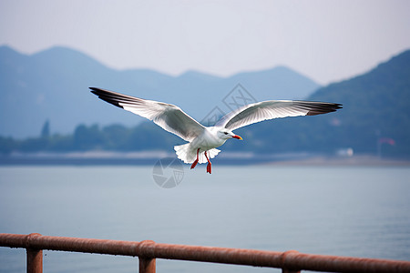 海边海鸥海边飞翔的海鸥背景