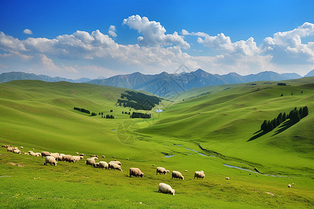 高原羊草原上放牧的羊背景