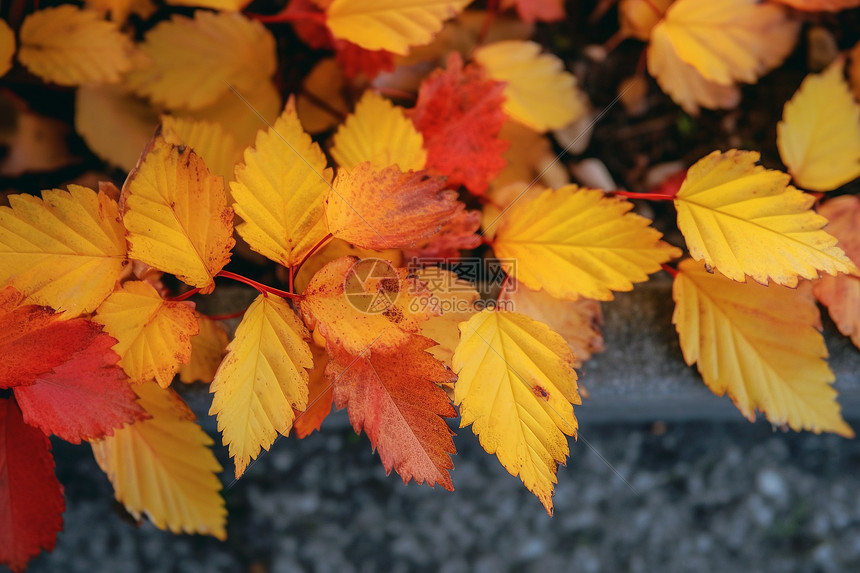 秋天黄色的叶子图片