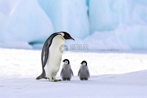 南极企鹅背景图片