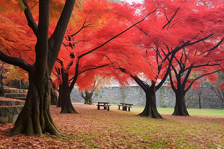 枫叶风景公园的枫树背景