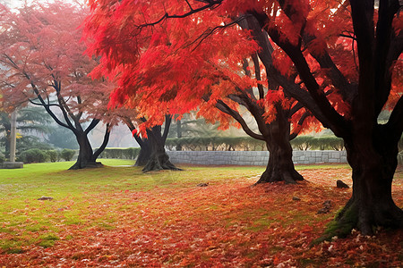 秋天公园的枫树图片