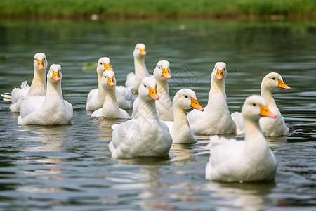 嬉戏自然环境中的鸭子群背景