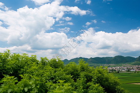 美丽的天空植物图片