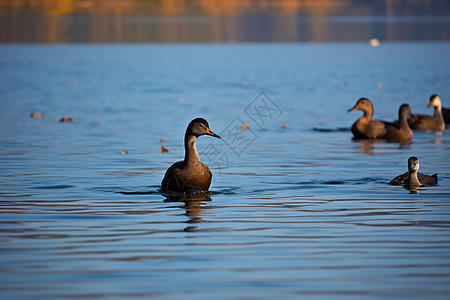 湖泊里的野生鸭子图片