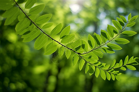 森林的植物图片