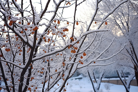 冬天户外的雪景背景图片