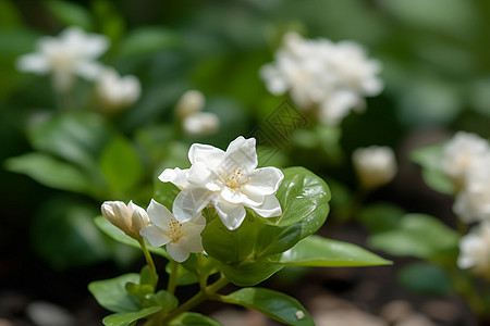 盛开的花朵茉莉花瓣高清图片