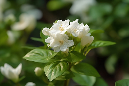 花园里的白色茉莉高清图片