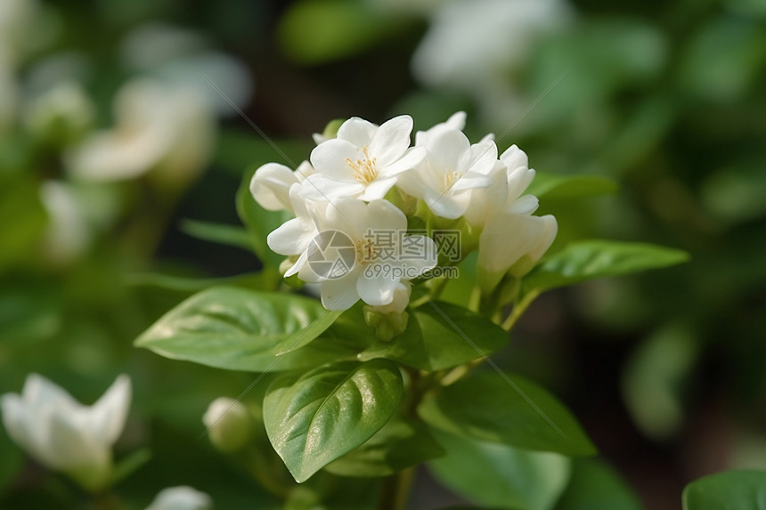 花园里的白色茉莉图片