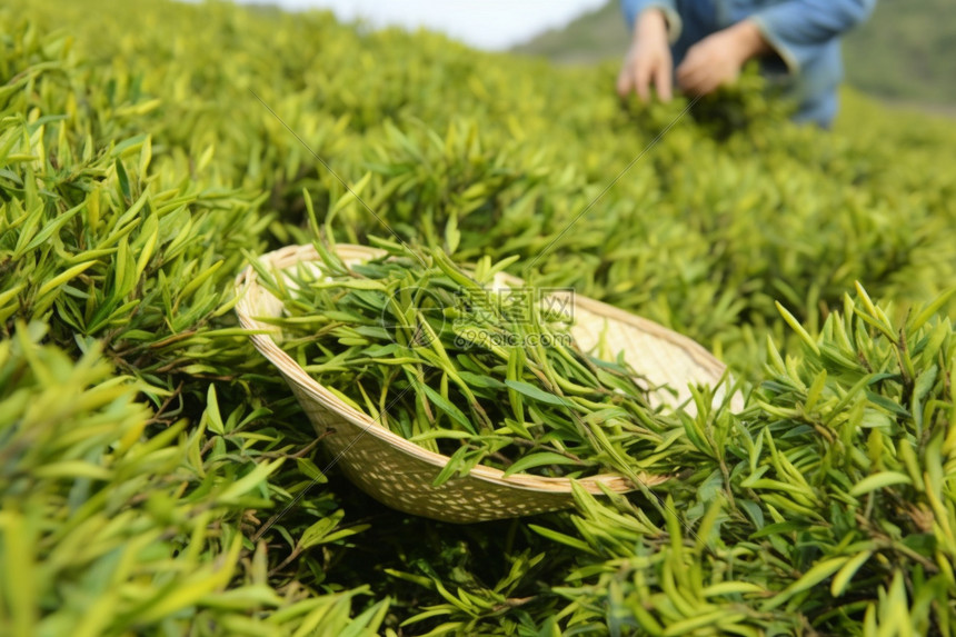 新采摘的茶叶图片