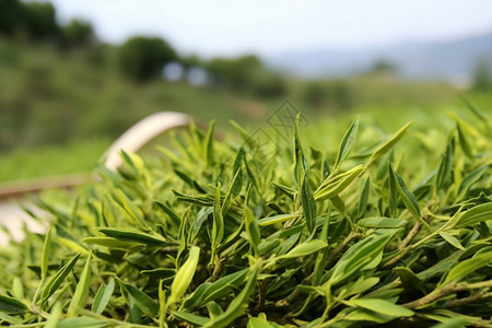 茶树上的茶叶图片