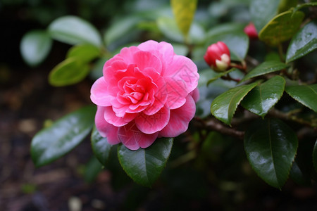 花园里的山茶花图片