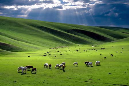 草原羊大草原的美景设计图片