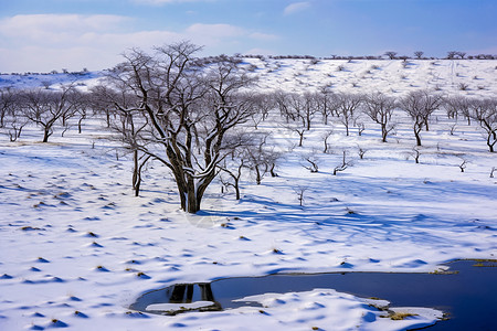 树木上的积雪图片