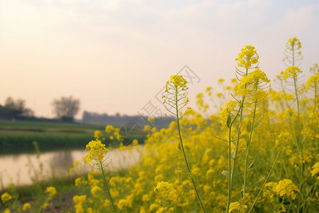 油菜花背景河流旁生长的油菜花背景