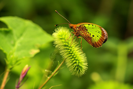 停留在绿草上的蝴蝶图片