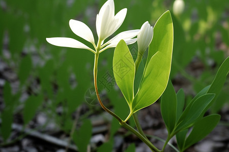 一朵正在绽放的花朵图片