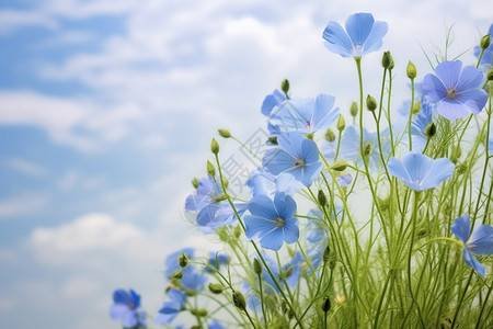 蓝天下的野花背景图片