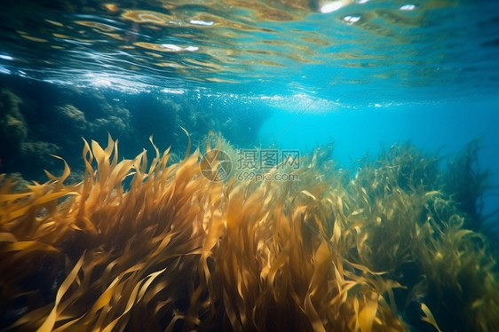 水下的海带图片