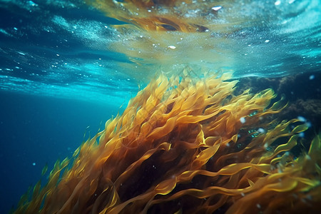 海底海草海带藻类背景