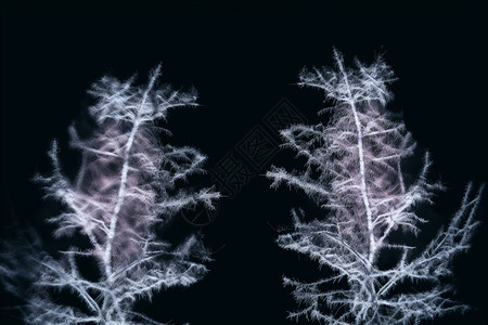 冰晶的植物纹理图片