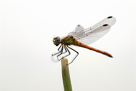 休息的小蜻蜓图片