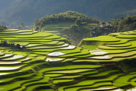 水稻梯田的自然景观图片