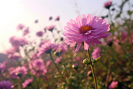 花园里的鲜花图片