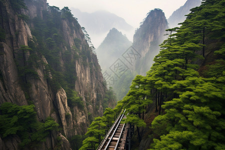 大峡谷岩石悬崖的绿色松树图片