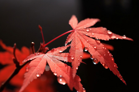 叶子水滴黑色背景上的红色的枫叶背景