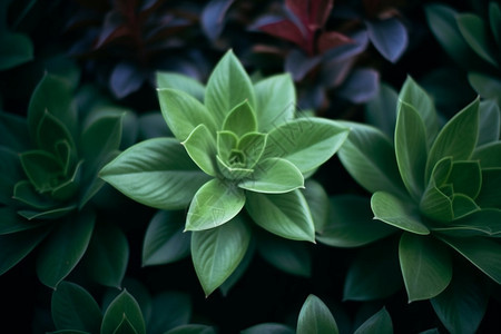 花园中的绿色植物图片