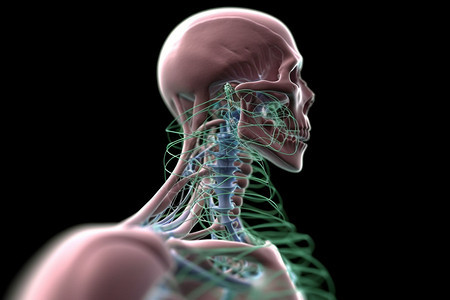 X射线透视身体结构图片