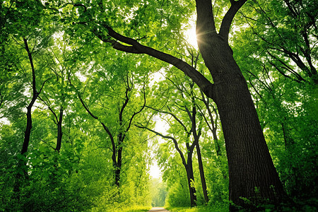 阳光透过森林中的树木景观图片