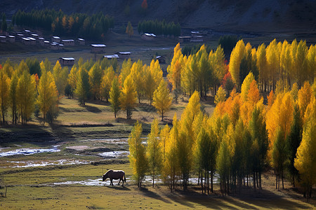 秋天川西的风景图片