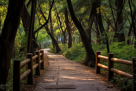 森林公园中的灌木丛背景