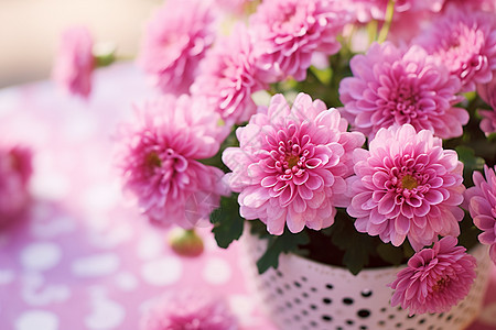 美丽的粉红色菊花图片