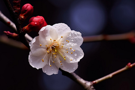 冬日的梅花图片