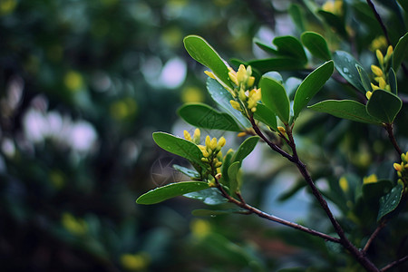 户外的桂花树图片