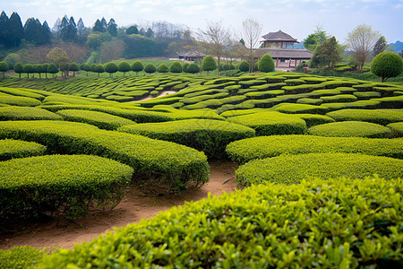 绿色产业园春天的茶园背景