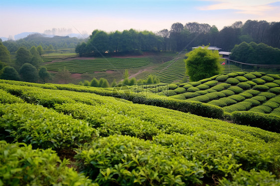 一片绿茶茶园图片