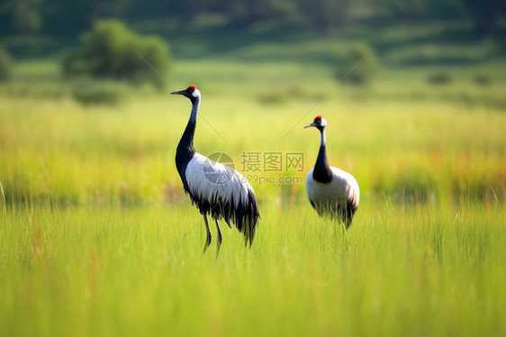 草地中的黑颈鹤图片