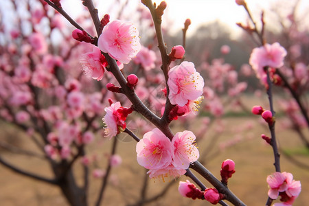 桃园中的桃花开了图片