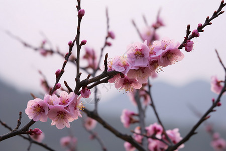 树枝上美丽的桃花背景图片
