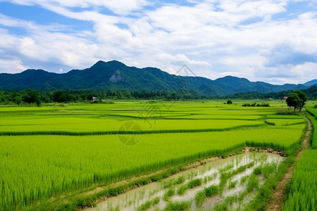 美丽的农田景色图片