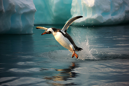 北极的动物企鹅图片
