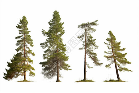 森林中的三棵松树图片