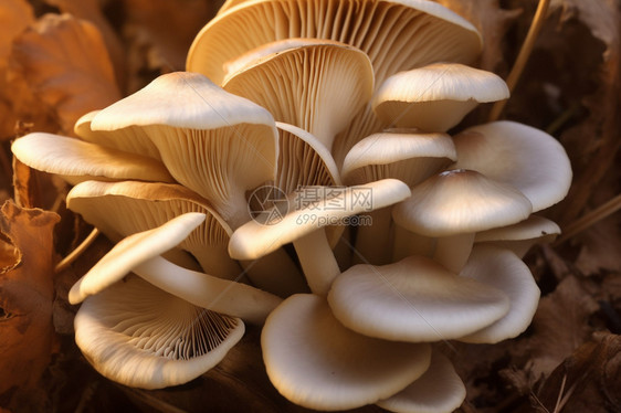 户外生长的蘑菇图片