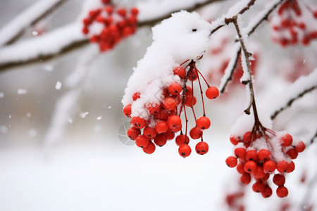 树枝特写积雪的植物背景